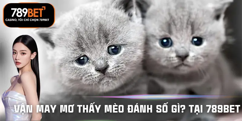 mo-thay-meo-danh-so-gi-tai-789bet-van-may