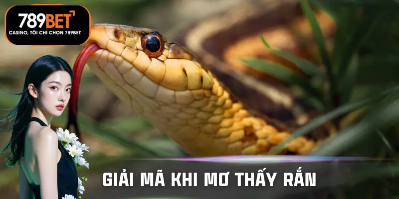 mo-thay-ran-danh-so-gi-tai-789bet-con-so-may-man